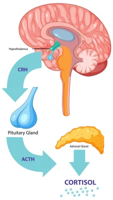 cortisol